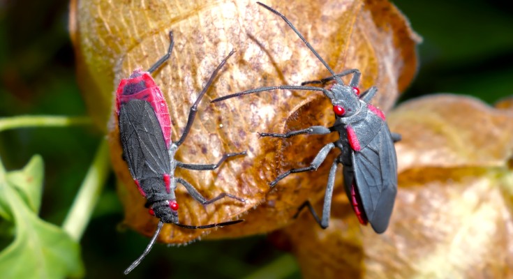 Two forms of the red-shouldered soapberry bug Jadera haematoloma — a large-winged dispersal form and a small-winged flightless form — inspecting the fruit of the balloon vine Cardiospermum halicacabum.