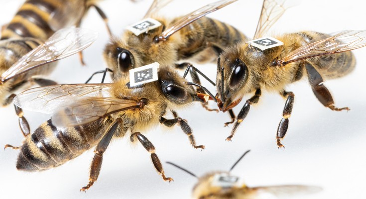 QR code-marked honeybees