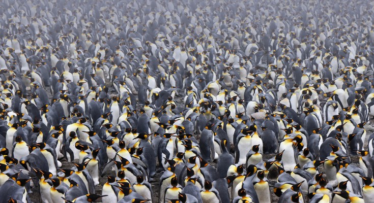 King penguins