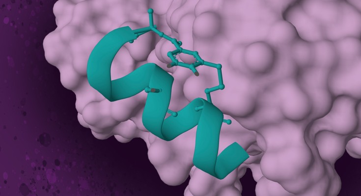 A non-symmetrically-stapled helical peptide in green is shown bound to  its target in pink.