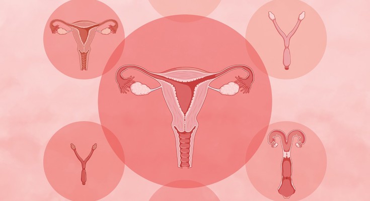 Uteri selection of multiple animals surrounding a human uterus