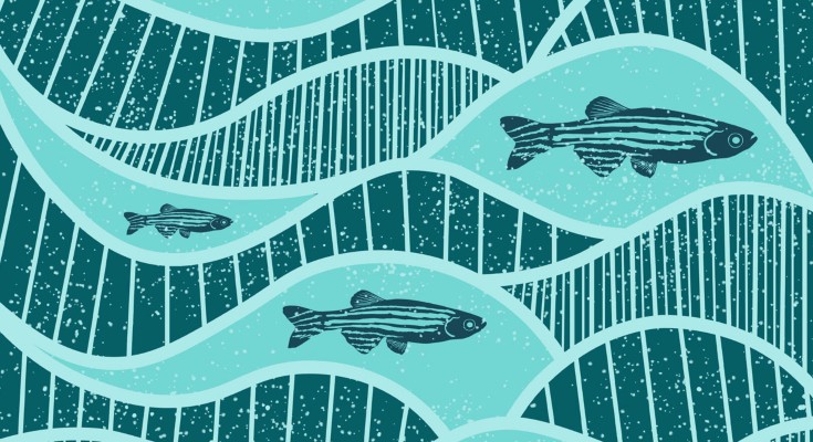 zebrafish and DNA