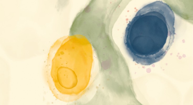 Converging CD4⁺ and CD8⁺ T cells upon a Kupffer cell 