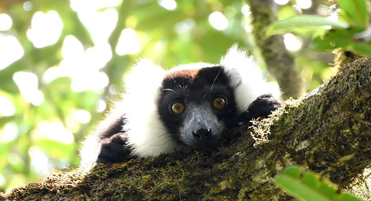 A black-and-white ruffed lemur on a tree branch