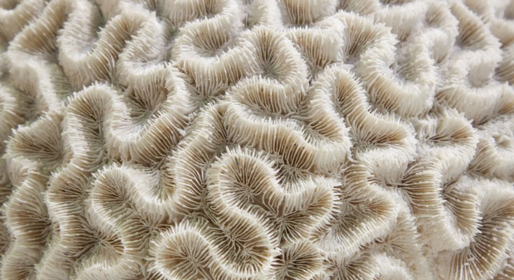 The curves of brain coral showing on the surface of a piece of bleached coral.