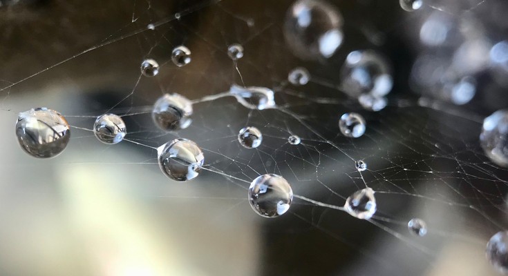 spider web 