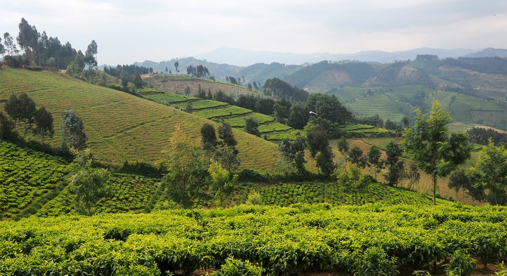 Trees and fields in Rwanda