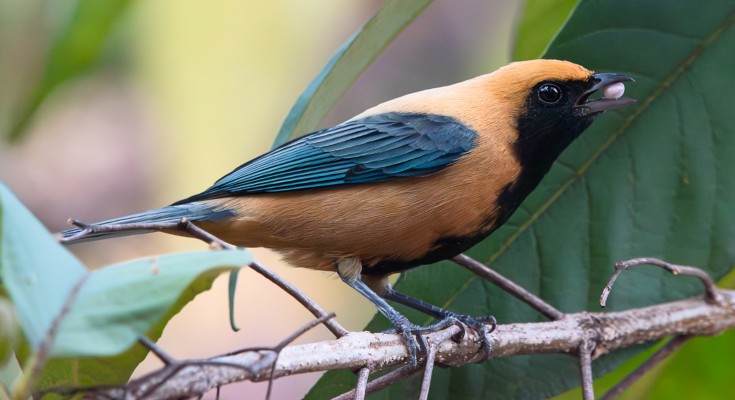 Burnished-buff tanager