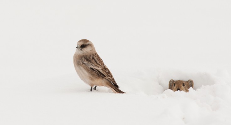 bird and mouse in snow
