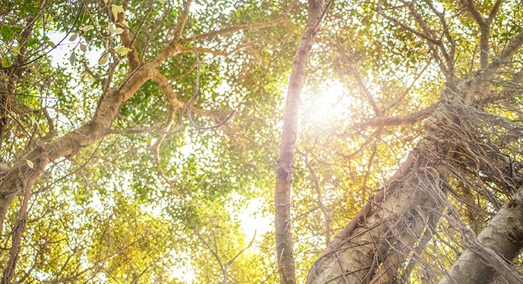 view upwards into forest