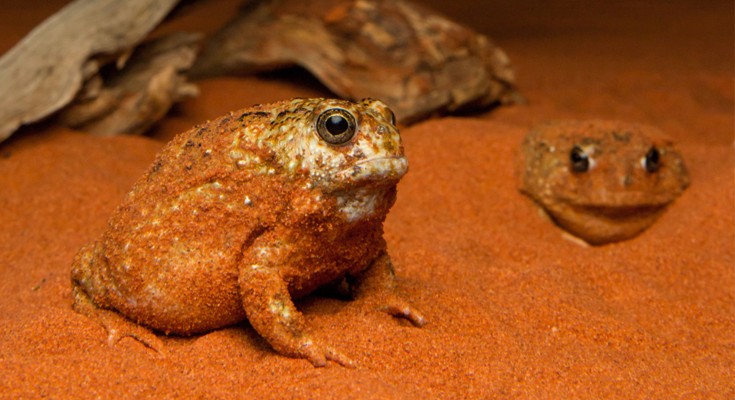 two frogs in red sand