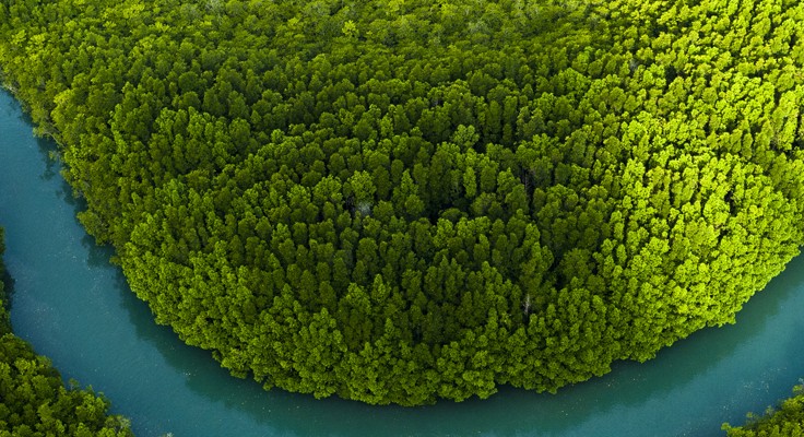 river in forest