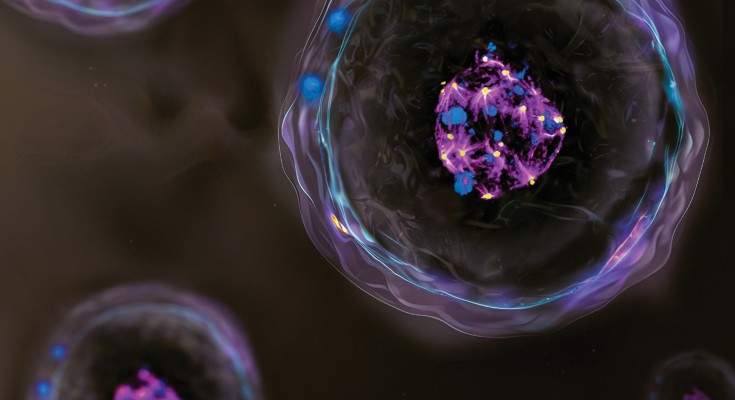 Human embryo in blue and purple on a black background