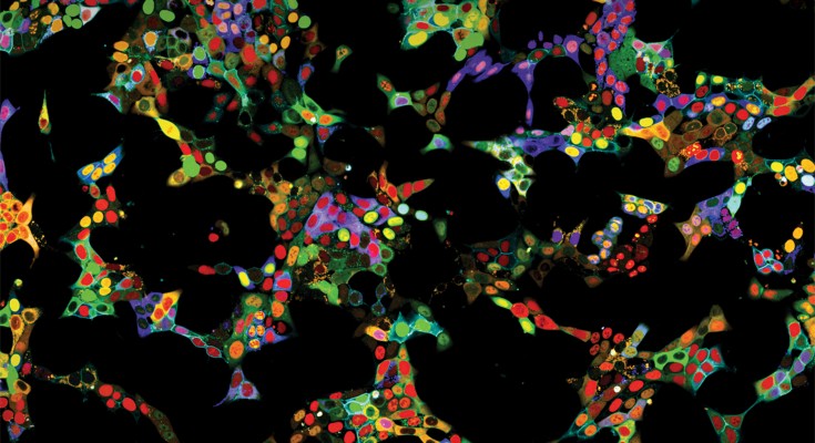 Cells in multicolor on a black background