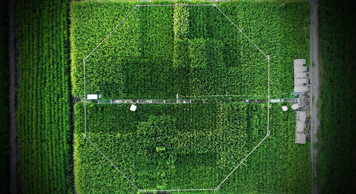 Aerial shot of green paddy field with hexagonal carbon enrichment structure.