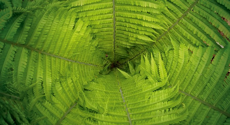 A bright green, leafy close up of a fern 