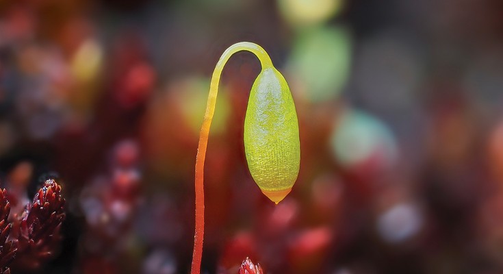 photo of a bryophyte plant