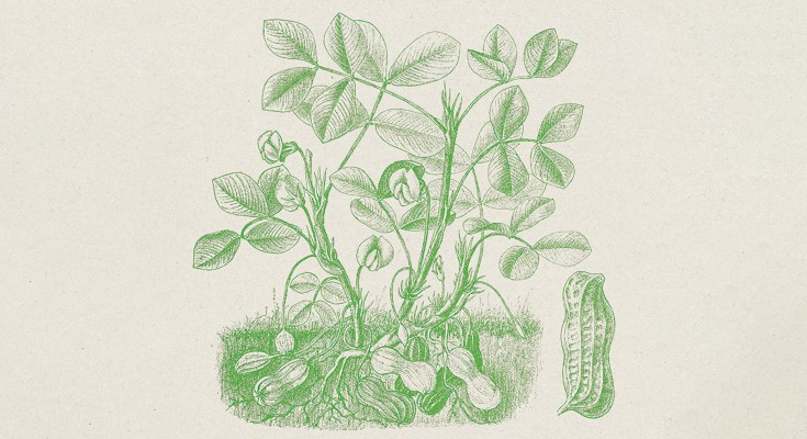 Peanut plant