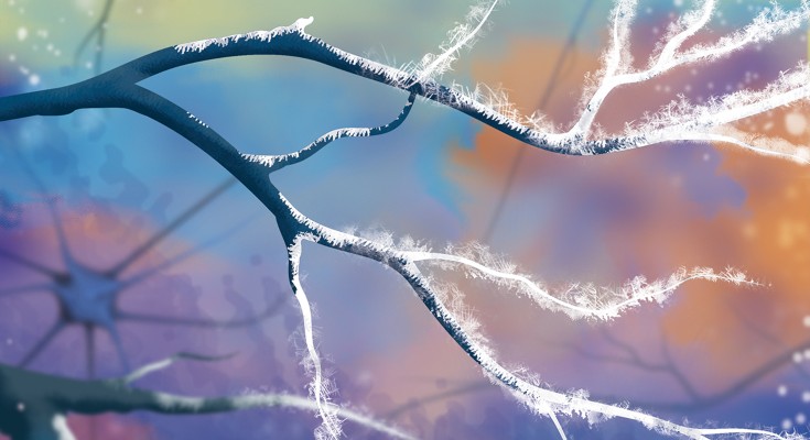 an icy branch