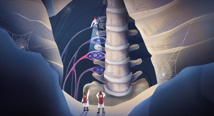 Explorers along the spinal column
