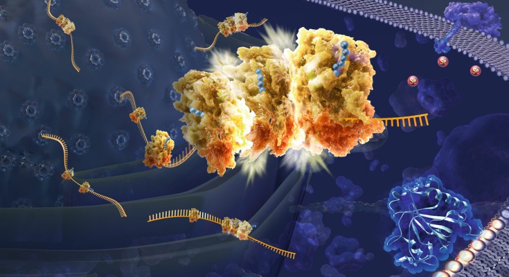 Colliding ribosome structures