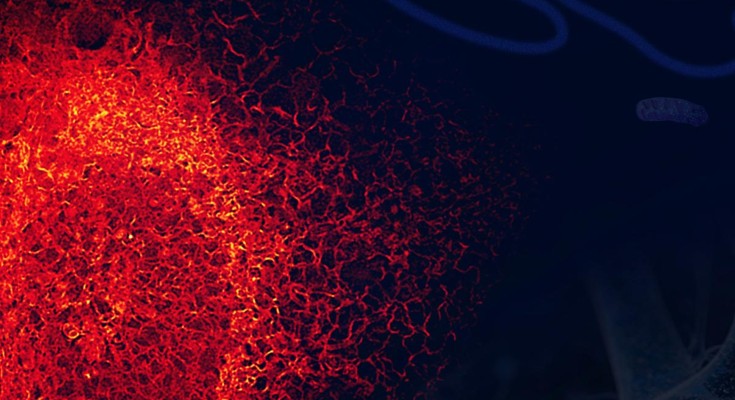 Lighting up proteins by RNA editing
