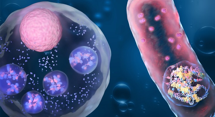 Programmable synthetic biomolecular condensates