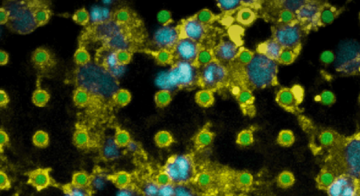 oligodendrocytes and hydrogel micropillars