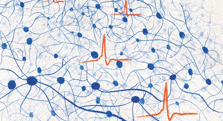 network of neurons
