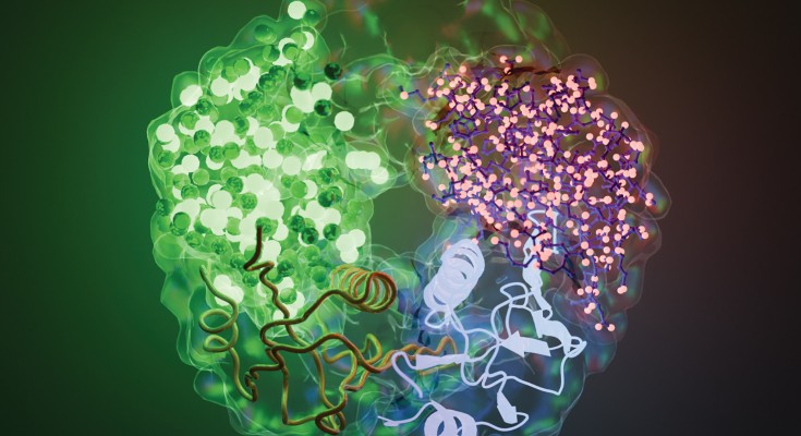 Protein complex structure determined by cryo-EM