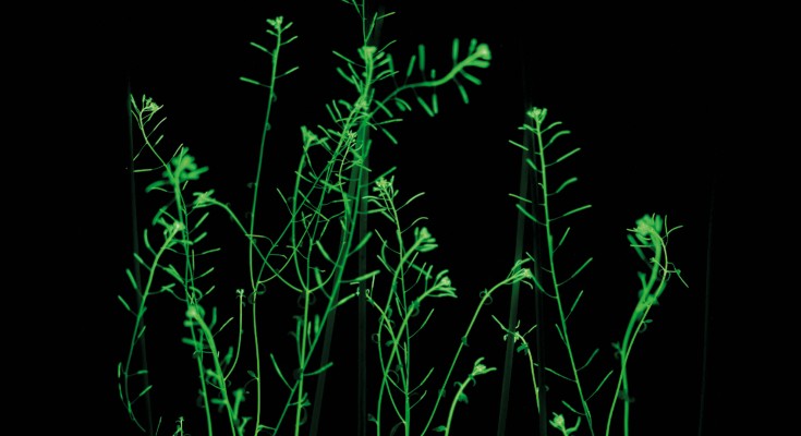 Autonomously bioluminescing Arabidopsis plants