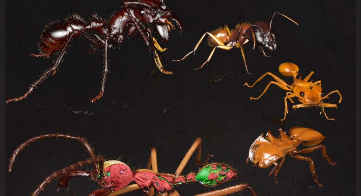 diverse ant species