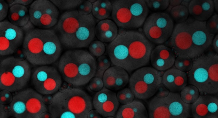 A microscopy image of synthetic cells expressing artificial organelles, assembled from genetically encoded RNA nanostructures.