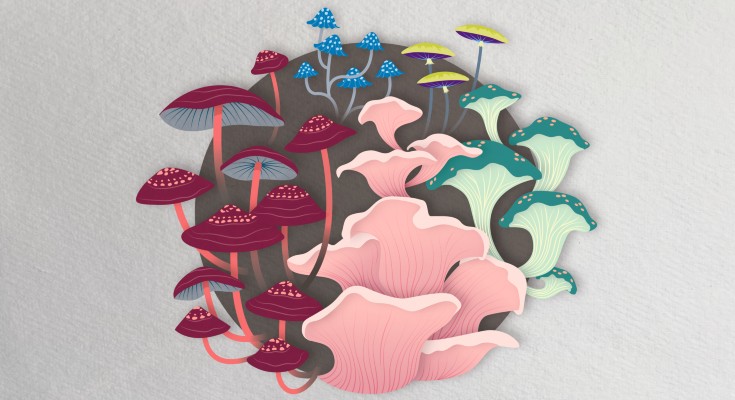 Mushrooms in different colours and shapes
