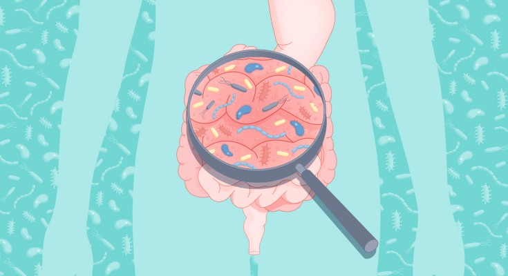 A magnifying glass over bacteria in the gut