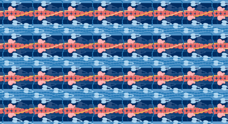 A recurring pattern of proteins in the cardiac sarcomere