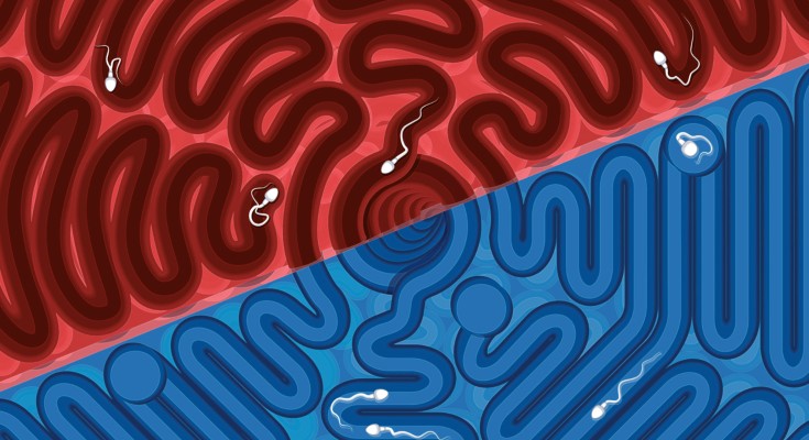 Sperm swimming through a maze