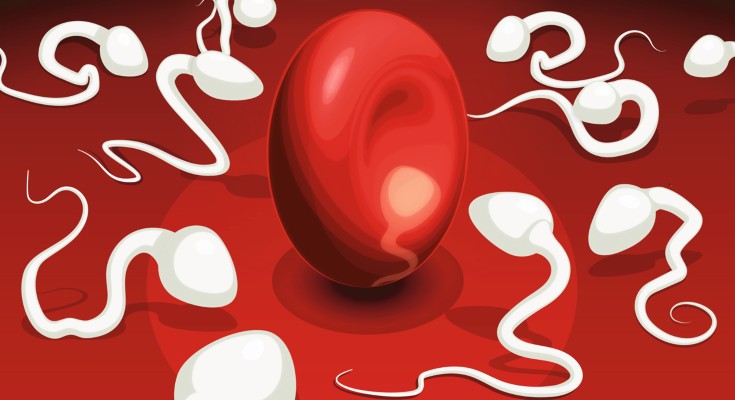 Sperm and red blood cells