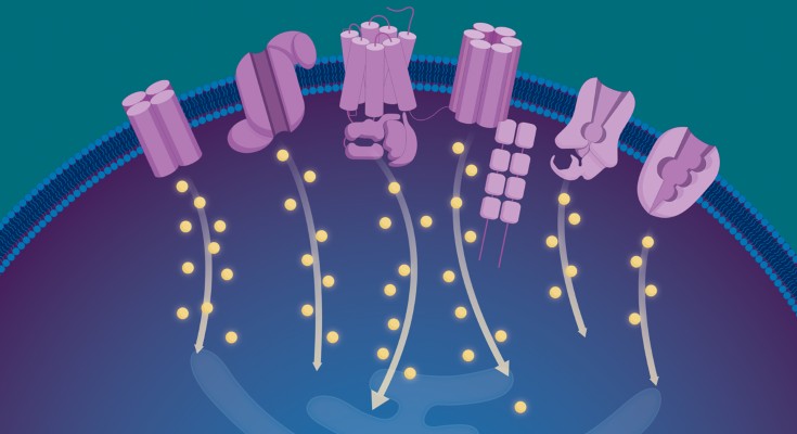 Calcium channels on a cell membrane