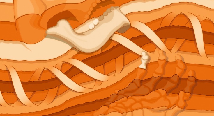 Different layers of sediments with ancient bones visible