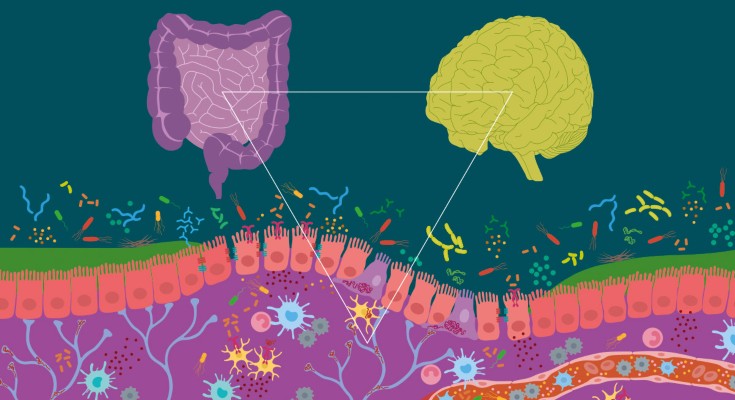 The microbiome–gut–brain axis.