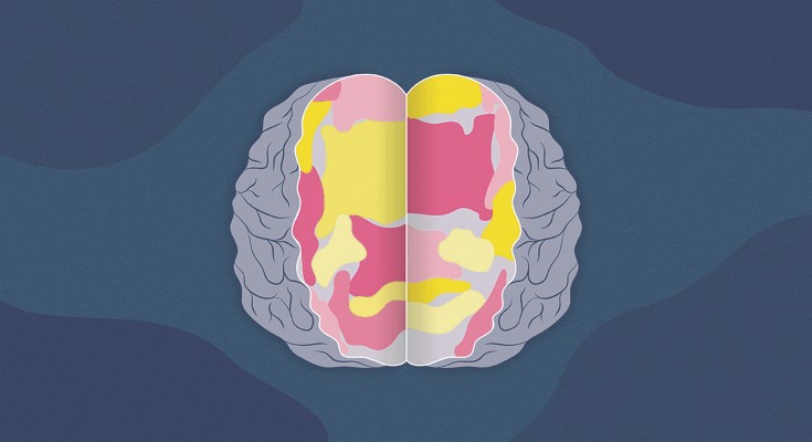 Brain asymetries
