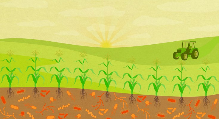 Harnessing the microbiome for sustainable crop production