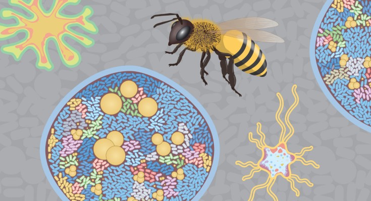 Honeybee gut microbiota