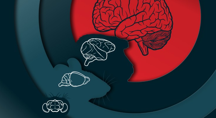 A selection of neuroscience-related images