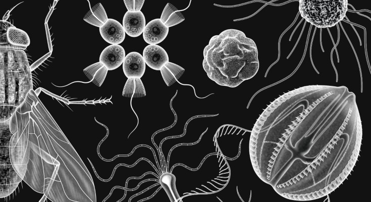 A selection of neuroscience-related images