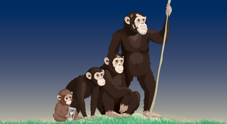 Cartoon illustration of four chimpanzees, from very young to old.
