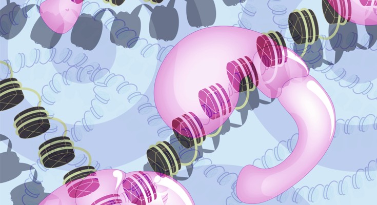 research & reviews a journal of drug design & discovery Chromatin