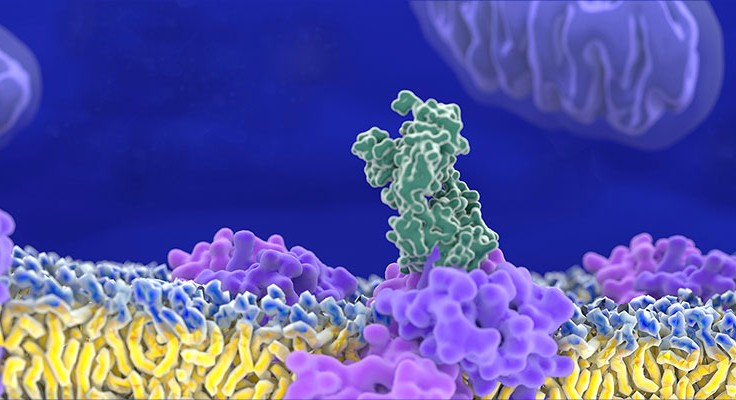 T-cell receptor in complex with the MHC class II-peptide complex
