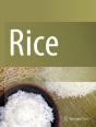 Home | Rice | Springer Nature Link